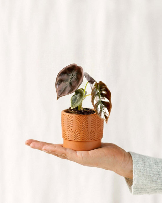 Mini Alocasia Cuprea Rød