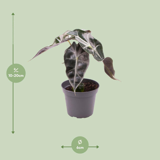 Mini Alocasia Curly Bambino