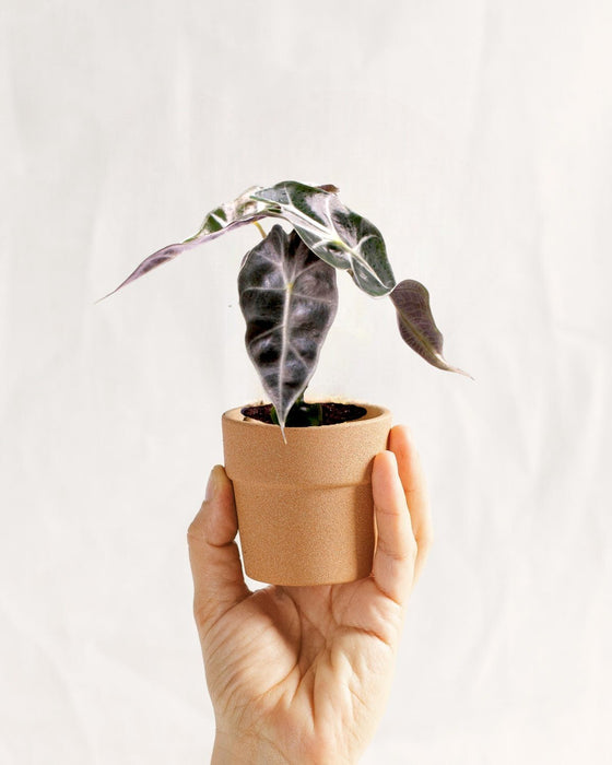 Mini Alocasia Curly Bambino