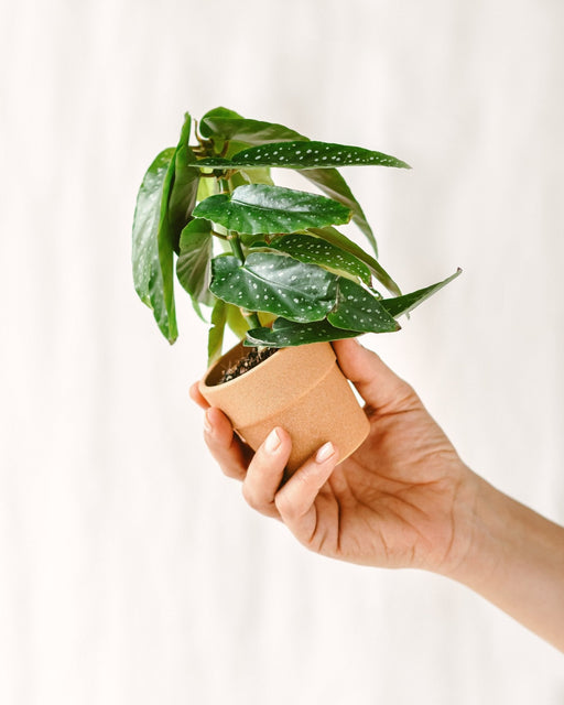 Mini Begonia Albopicta