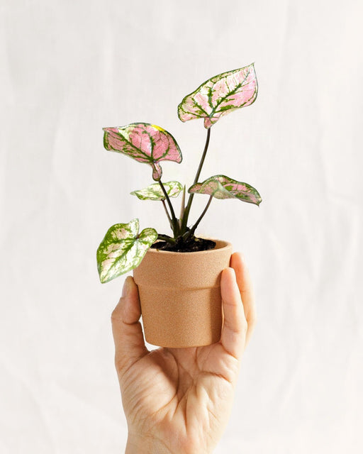 Mini Caladium Lilla