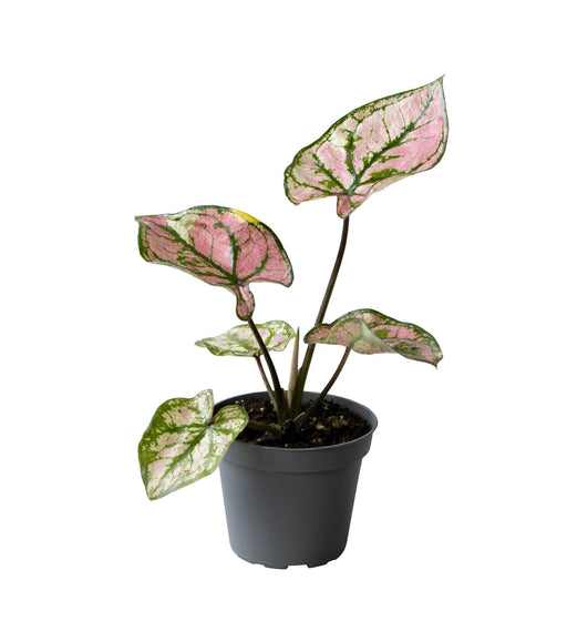 Mini Caladium Lilla