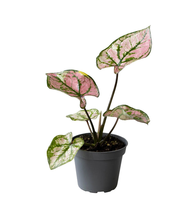 Mini Caladium Lilla