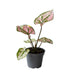 Mini Caladium Lilla