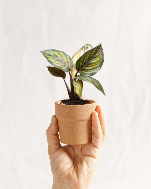 Mini Calathea Mieli