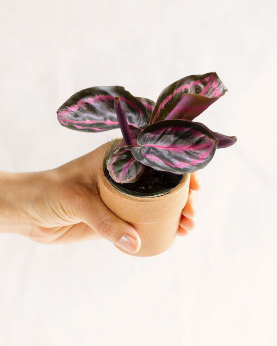 Mini Calathea Roseopicta