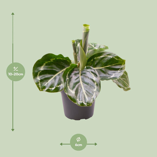 Mini Calathea Roseopicta Grønn