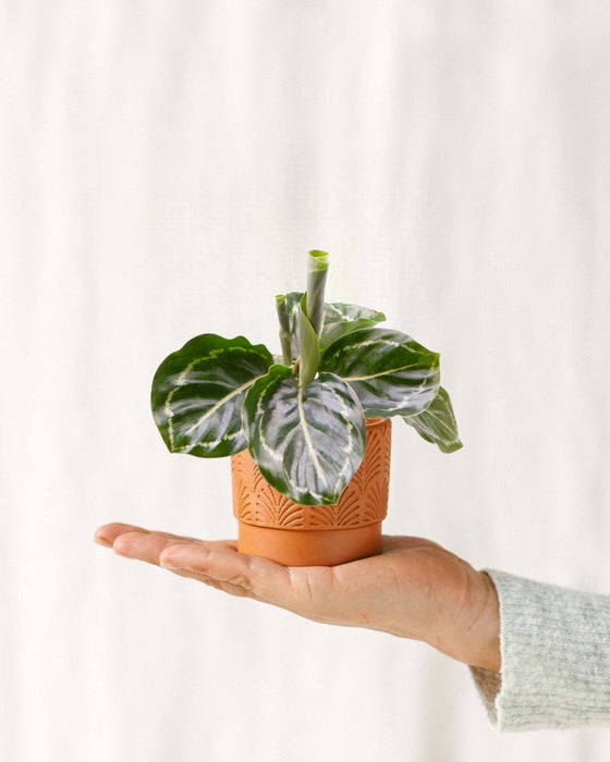 Mini Calathea Roseopicta Grønn