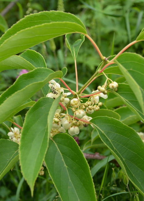 Mini Kiwi Actinidia Arguta 'Issai' Sett På 3 - ↨45Cm - Ø13 - Fruktbusk