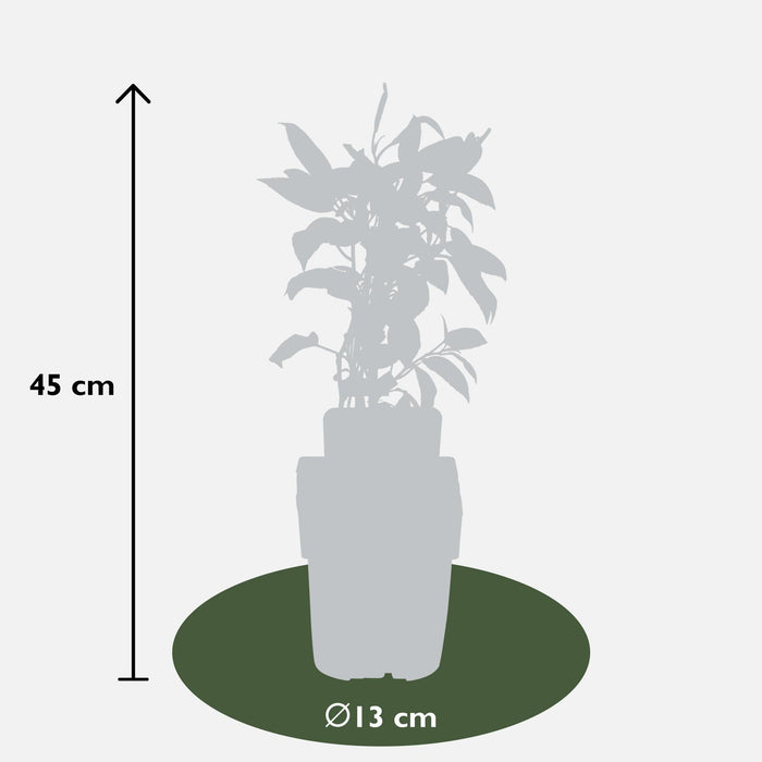 Mini Kiwi Actinidia Arguta 'Issai' Sett På 3 - ↨45Cm - Ø13 - Fruktbusk