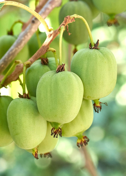 Mini Kiwi Actinidia Arguta 'Issai' Sett På 3 - ↨45Cm - Ø13 - Fruktbusk