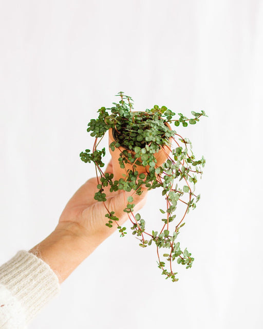 Mini Pilea Glauca