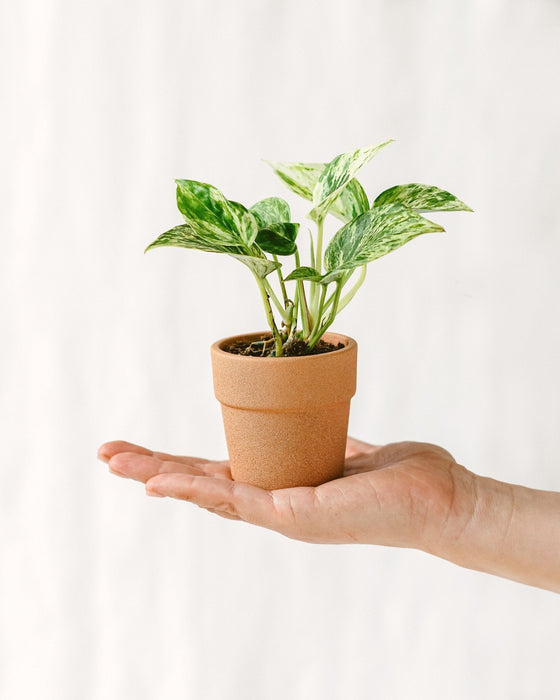 Mini Pothos Marble Queen