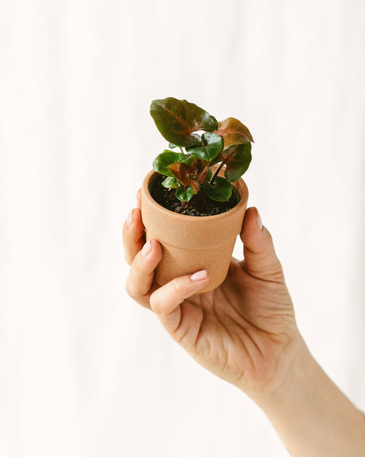 Mini Syngonium Podophyllum Rød Maria