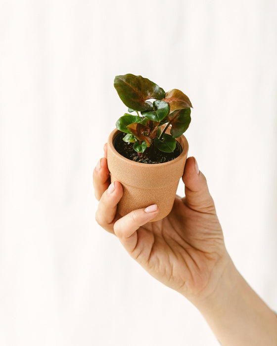 Mini Syngonium Podophyllum Rød Maria