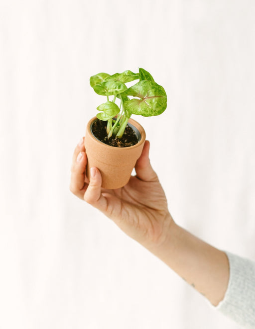 Mini Syngonium Podophyllum Sunshine Green