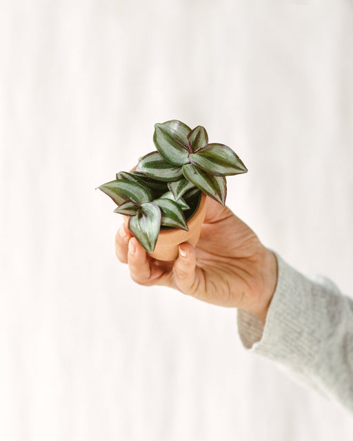 Mini Tradescantia 'Pink Joy'