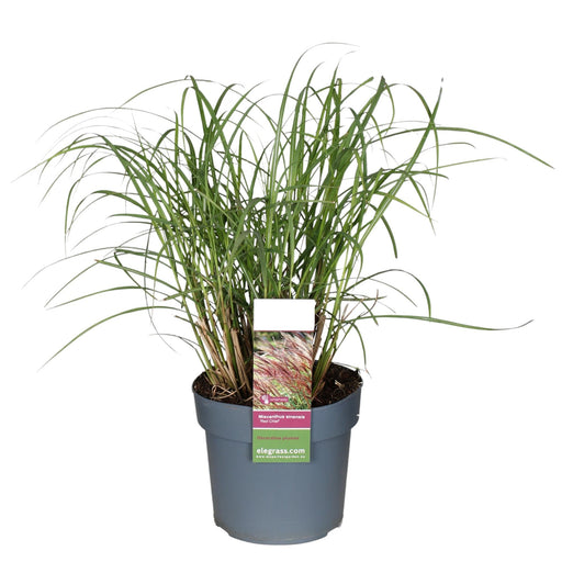 Miscanthus Sinensis Rød Sjef