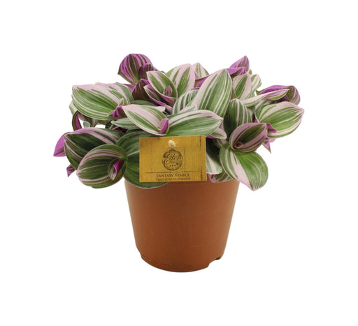 Misery Tradescantia Nanouk