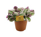 Misery Tradescantia Nanouk