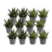 Blanding Av 12 Aloe - Sukkulente Planter