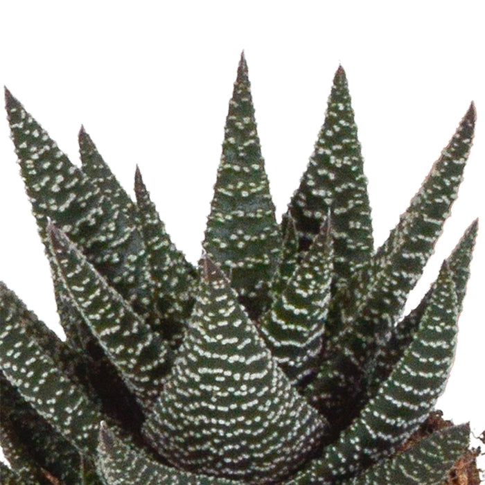 Blanding Av 3 Gasteria Og Haworthia H18Cm