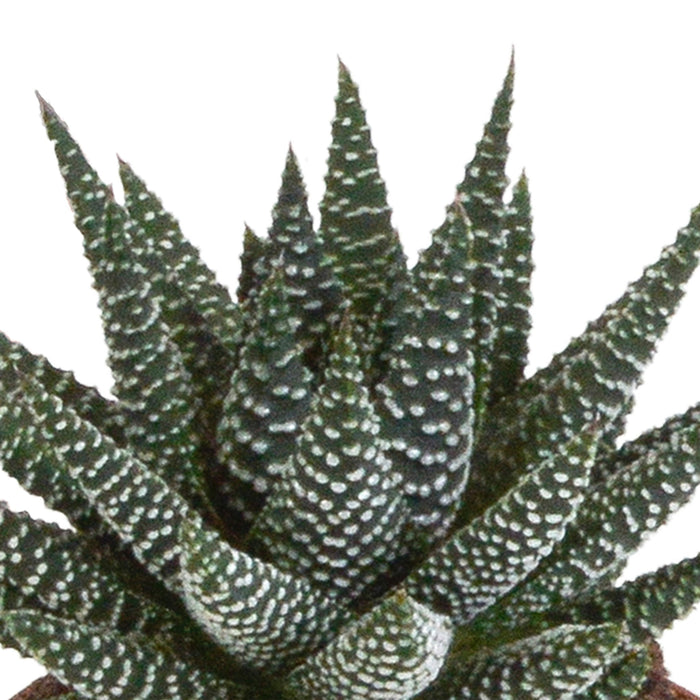 Blanding Av 3 Gasteria Og Haworthia H18Cm