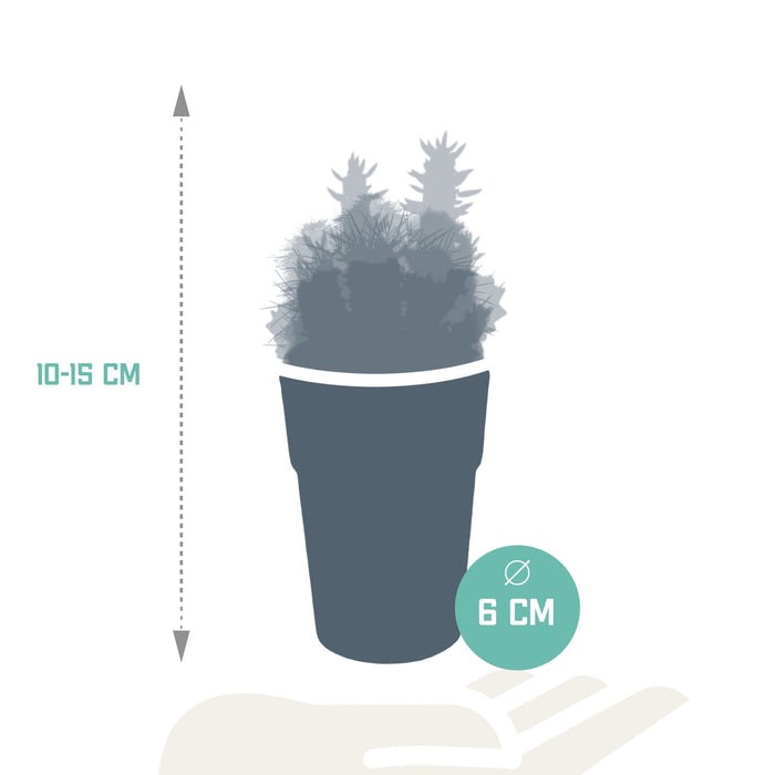 Blanding Av 5 Kaktuser Og Deres Fargerike Plantepotter H16Cm