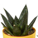 Blanding Av 5 Gasteria Og Haworthia H16Cm