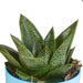 Blanding Av 5 Gasteria Og Haworthia H16Cm