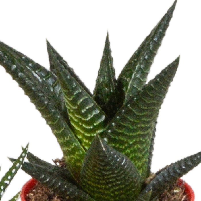 Blanding Av 5 Gasteria Og Haworthia H16Cm