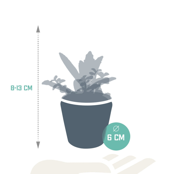 Blanding Av 5 Sukkulenter Og Deres Fargerike Plantepotter H13Cm