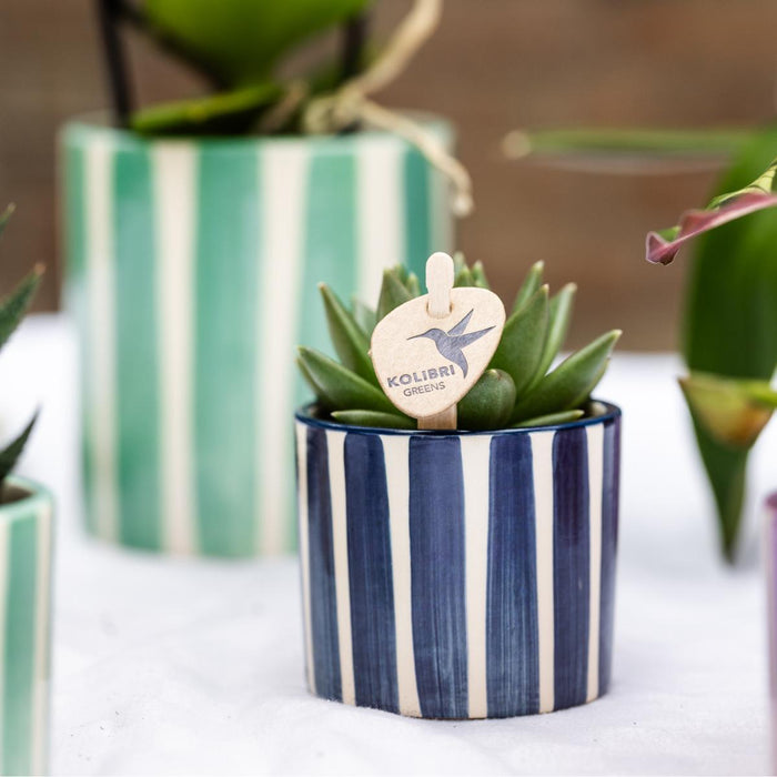 Blanding Av Grønne Planter Med Malte Stripe Dekorative Potter