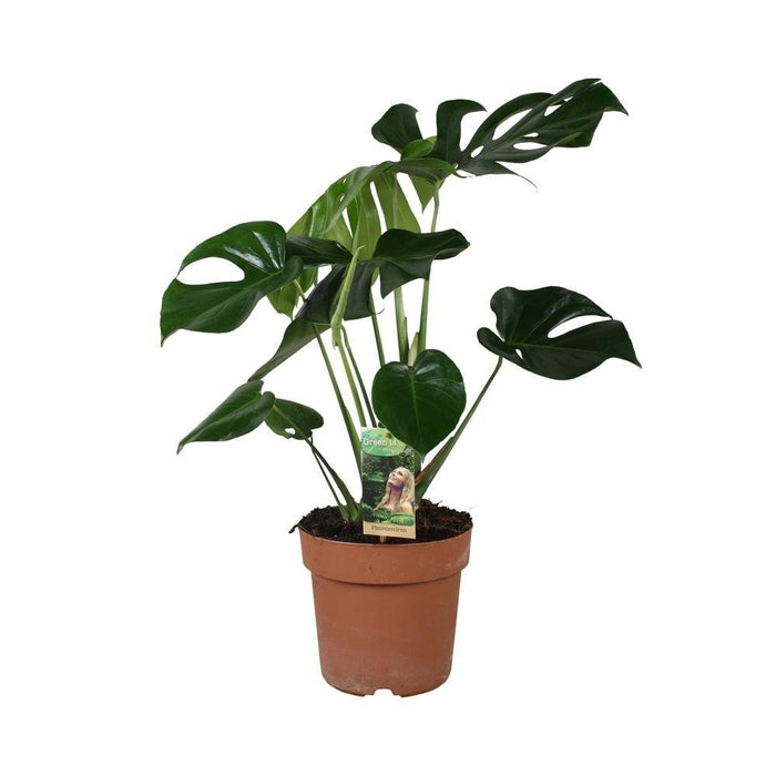 Monstera Deliciosa