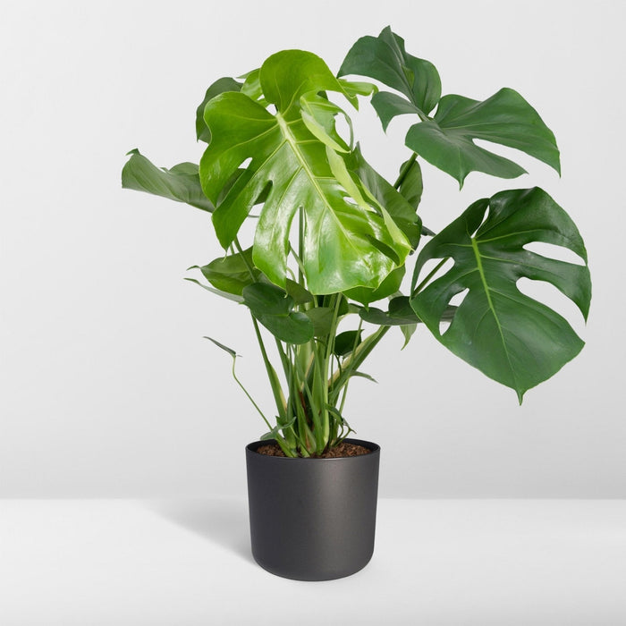 Monstera Deliciosa