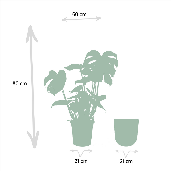 Monstera Deliciosa Og Dens Cache H65Cm