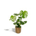 Monstera Deliciosa Og Dens Cache H65Cm