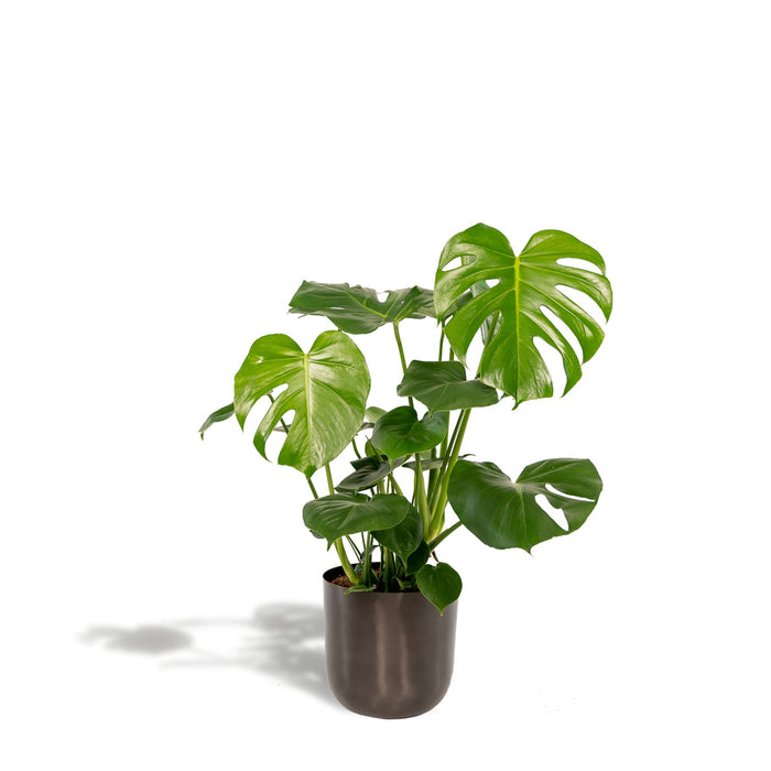 Monstera Deliciosa Og Dens Sorte Plantepotte