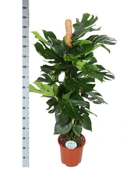 Monstera Deliciosa Og Dens Gryte