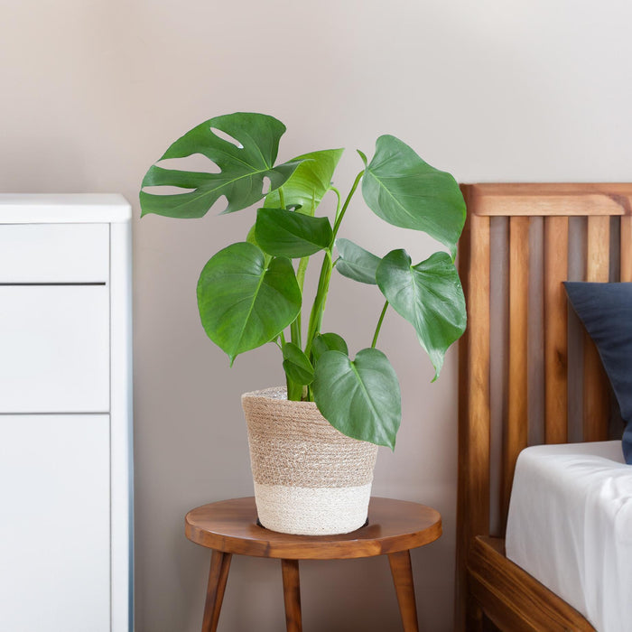 Monstera Deliciosa Og Dens Gryte