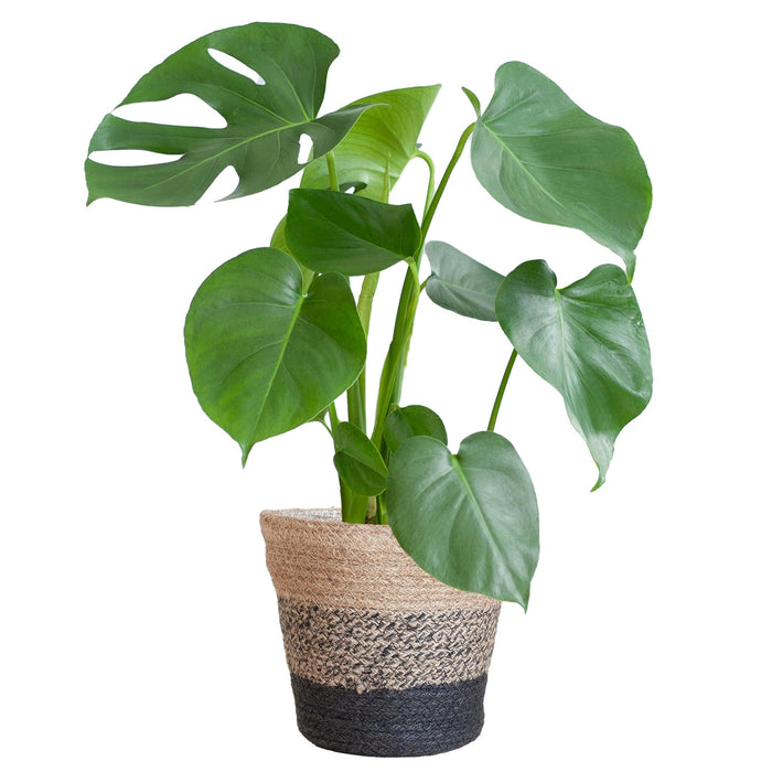 Monstera Deliciosa Og Dens Gryte