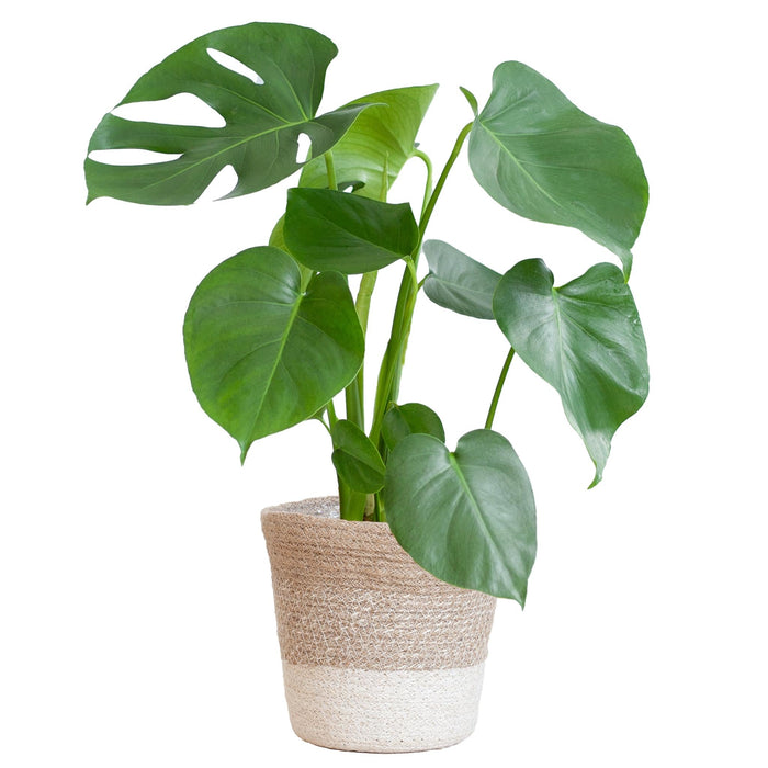 Monstera Deliciosa Og Dens Gryte