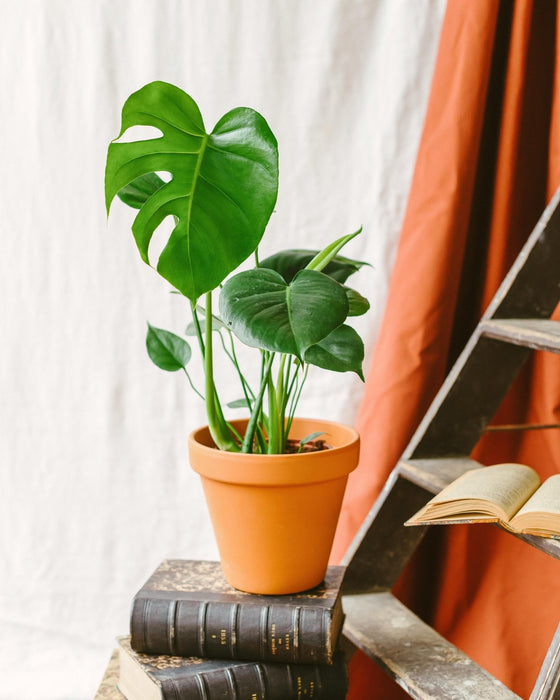 Monstera Deliciosa