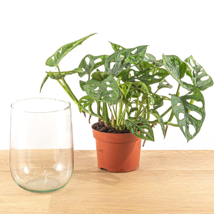 Monstera In Vaas Diy-Pakket - Hydroponics