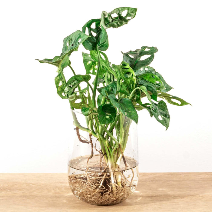 Monstera In Vaas Diy-Pakket - Hydroponics