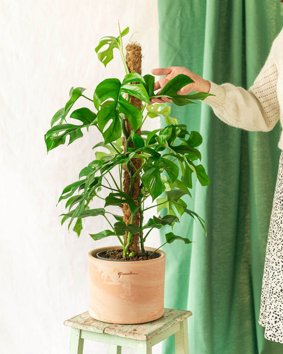 Monstera Minima På Innsats