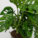 Monstera Monkey Leaf - Sett Med 2