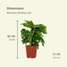 Monstera Monkey Leaf - Sett Med 2