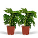 Monstera Monkey Leaf - Sett Med 2