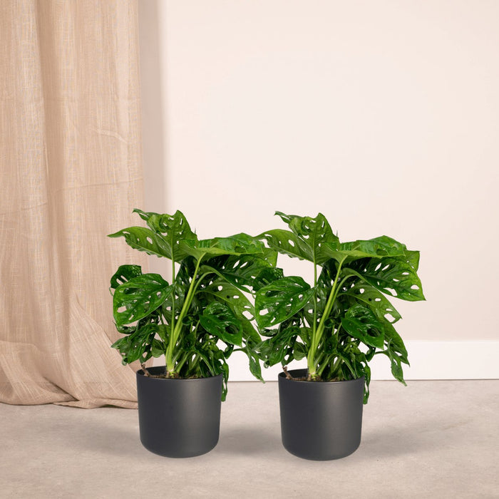 Monstera Monkey Leaf - Sett Med 2